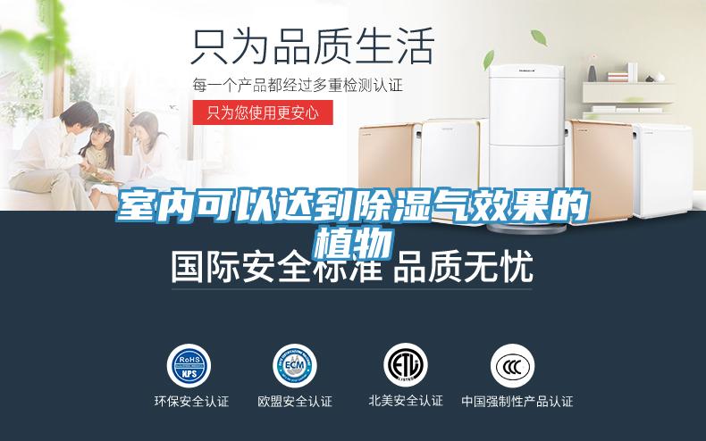 室內可以達到除濕氣效果的植物