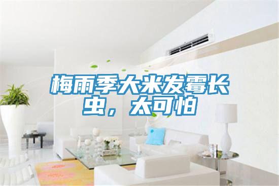 梅雨季大米發(fā)霉長(zhǎng)蟲(chóng)，太可怕