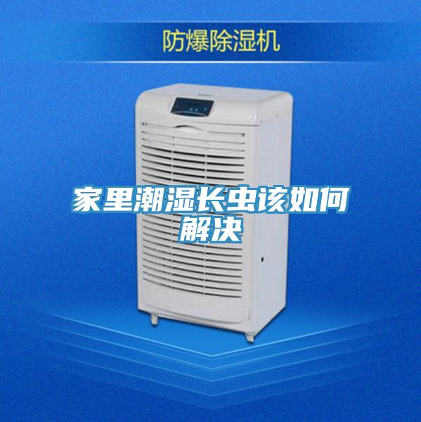 家里潮濕長(zhǎng)蟲(chóng)該如何解決