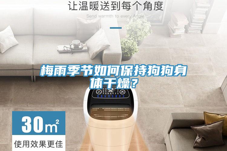 梅雨季節(jié)如何保持狗狗身體干燥？
