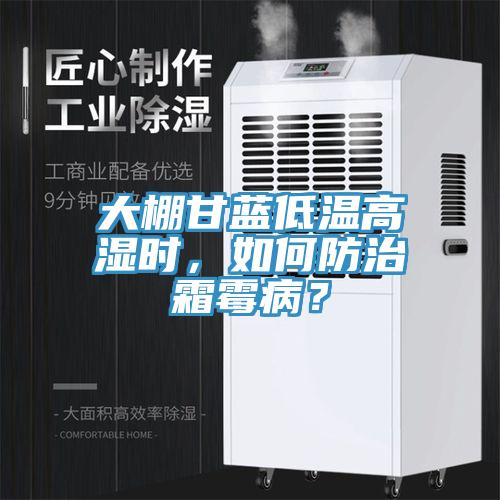 大棚甘藍低溫高濕時,如何防治霜霉病?