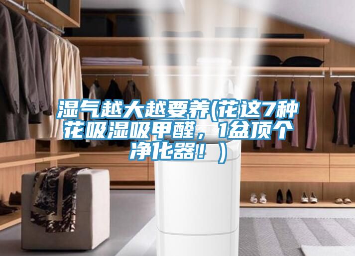 濕氣越大越要養(花這7種花吸濕吸甲醛，1盆頂個凈化器！)